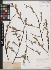 Foto von Salix caprea L.